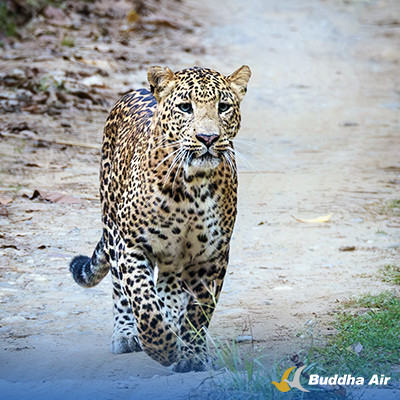 Common Leopard: Exploring Wild Nepal